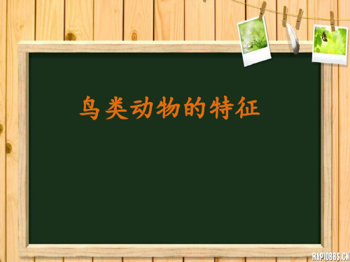 六年级上册科学课件-1.3 鸟类动物的特征丨冀教版  (共13张PPT)