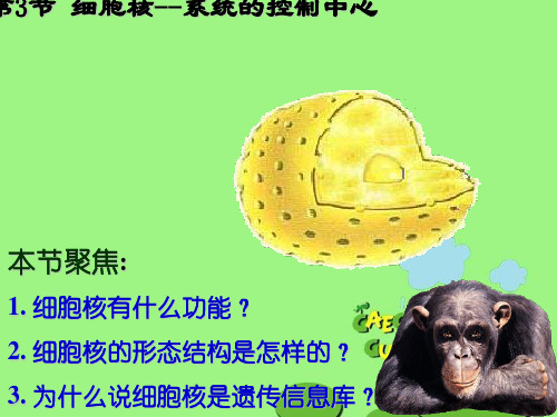 细胞核-系统控制中心 14张精品公开PPT课件
