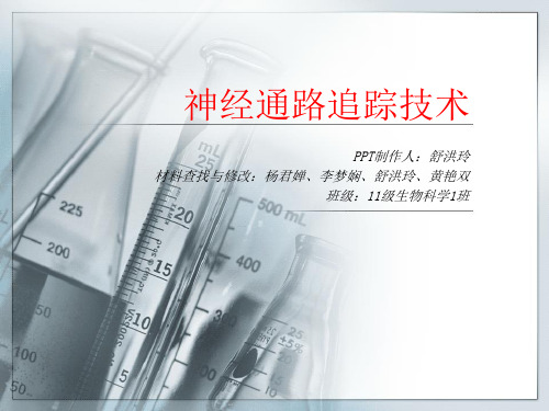 神经通路追踪技术