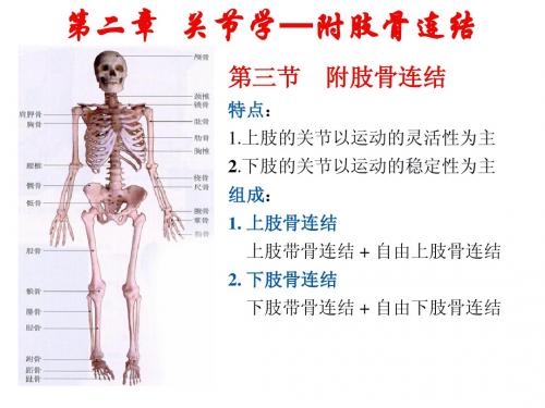 005关节_人体解剖学教学PPT课件