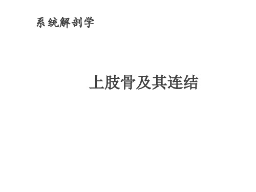 上肢骨及连结