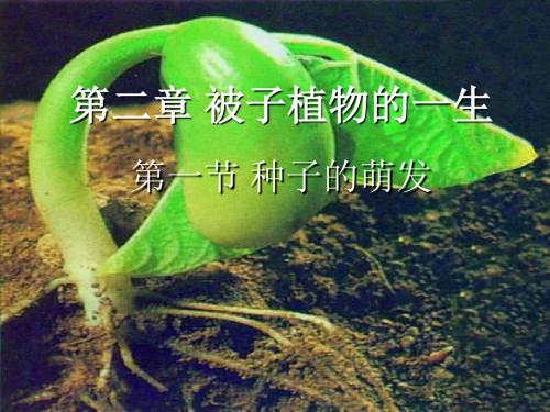 部编人教版七年级生物上册《种子萌发》优秀课件