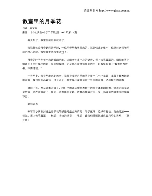 教室里的月季花