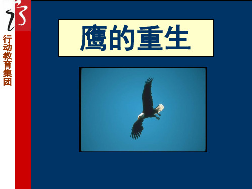 鹰的重生