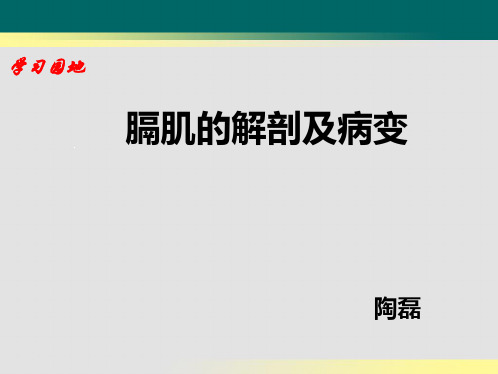 培训_膈肌的解剖及病变-陶磊