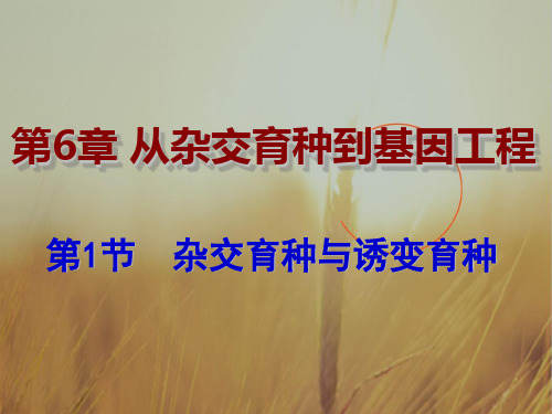 原创必修二6-1杂交育种与诱变育种