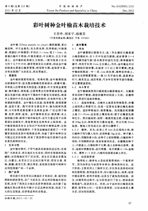 彩叶树种金叶榆苗木栽培技术
