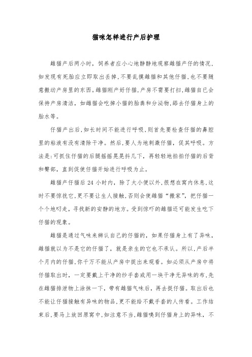 猫咪怎样进行产后护理