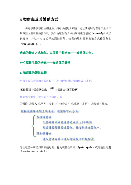 病毒的繁殖