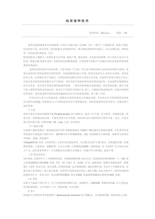油茶套种技术