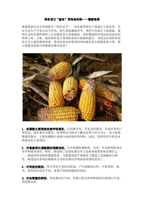 原来是它“偷走”养鸡场的钱-霉菌毒素