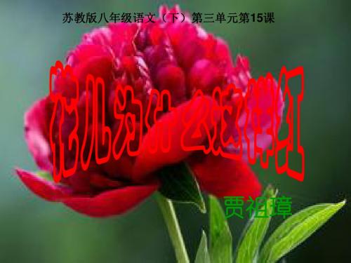 花儿为什么这样红PPT74 苏教版 (共55张PPT)