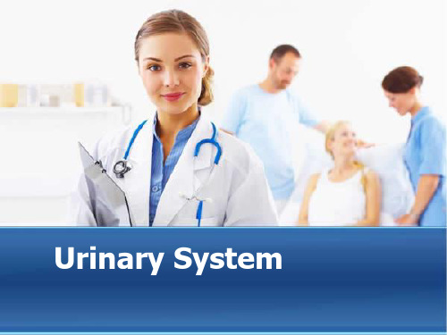 urinarysystem泌尿系统全英文