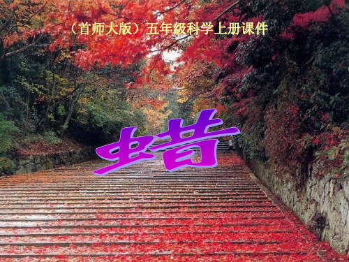 五年级上6 蜡 首师大版PPT课件