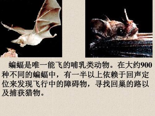 11蝙蝠和雷达