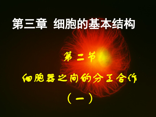 3.2 细胞器之间的分工合作