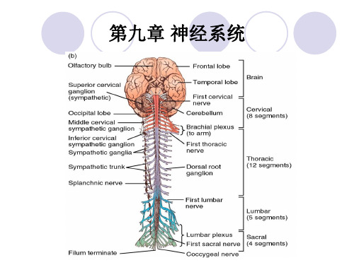 第8章 神经生理(1-3)
