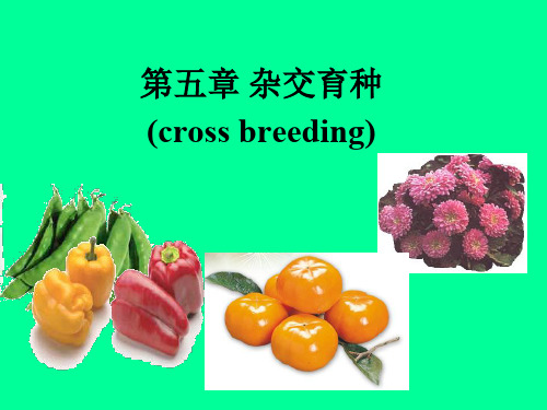 五章节杂交育种crossbreeding