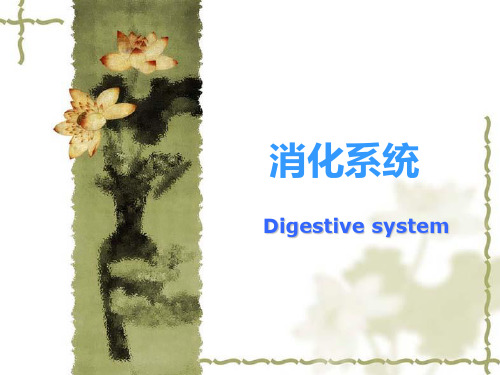 组织胚胎学：9消化系统