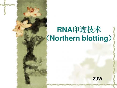 Northern blotting