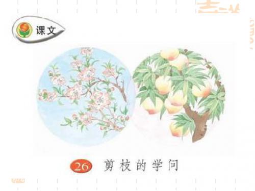 26剪枝的学问 课件