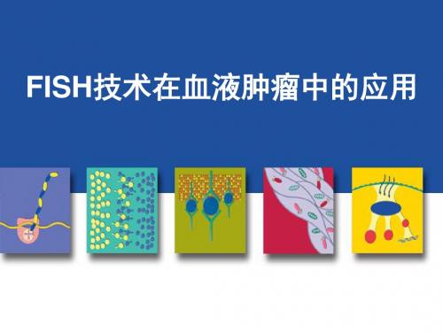 F I S H技术在血液肿瘤中的应用ppt课件
