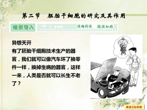 最新高中生物 3.2 胚胎干细胞的研究及其应用同步课件 苏教版选修3-药学医学精品资料