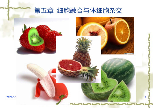 第五章-细胞融合与体细胞杂交