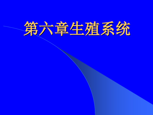 第6章 生殖系统