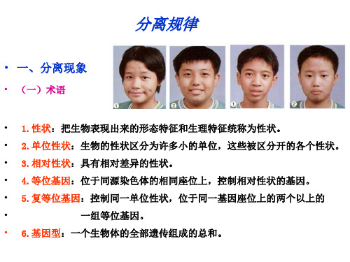 孟德尔定律 分离定律