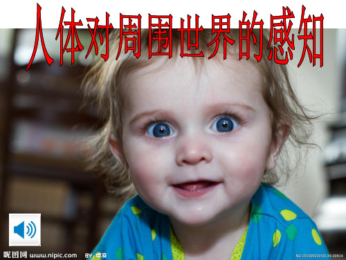 济南版生物七下人体对周围世界的感知视觉课件