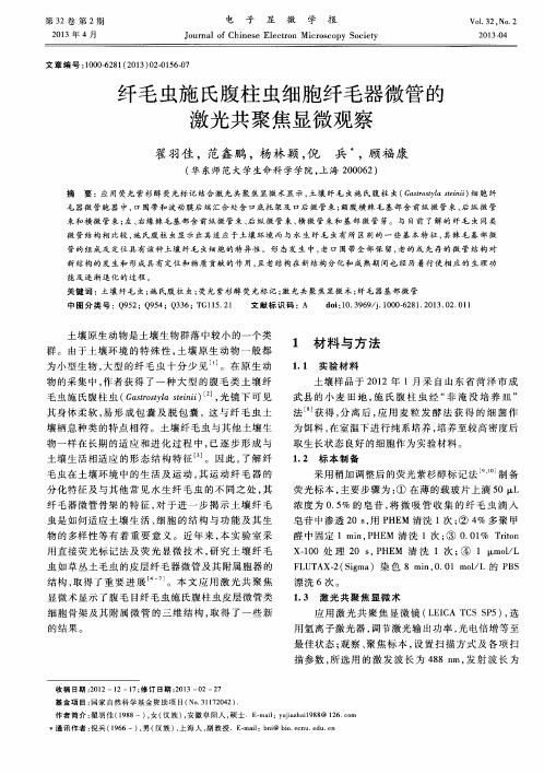 纤毛虫施氏腹柱虫细胞纤毛器微管的激光共聚焦显微观察
