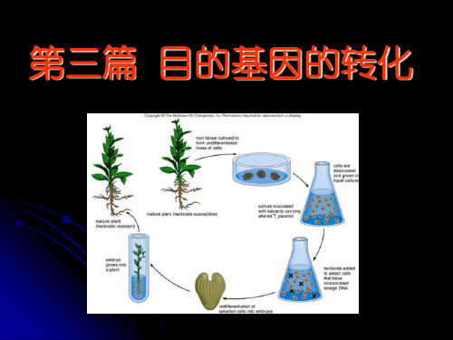 第三篇目的基因的转化