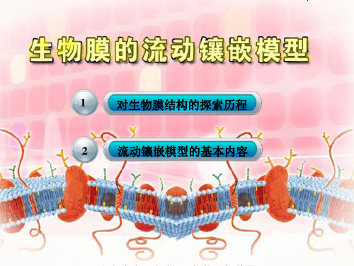 生物膜的流动镶嵌模型课件