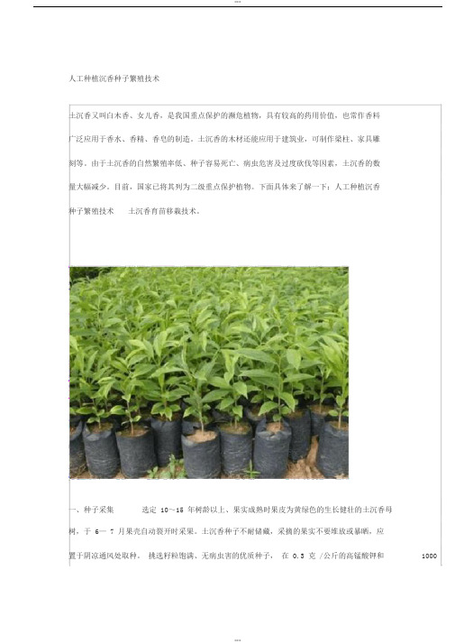 人工种植沉香种子繁殖技术