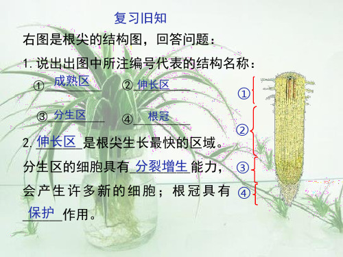 冀少版八年级生物上册第三单元第二章第二节根对水分的吸收