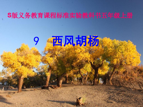 【语文S版】五年级上册语文课件：9 西风胡杨(共20张PPT)