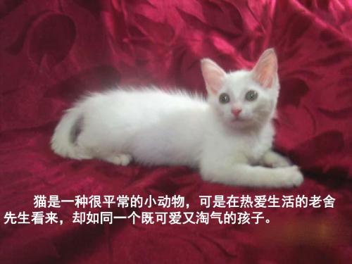 人教版四年级上册语文第十六课《母鸡》-PPT课件