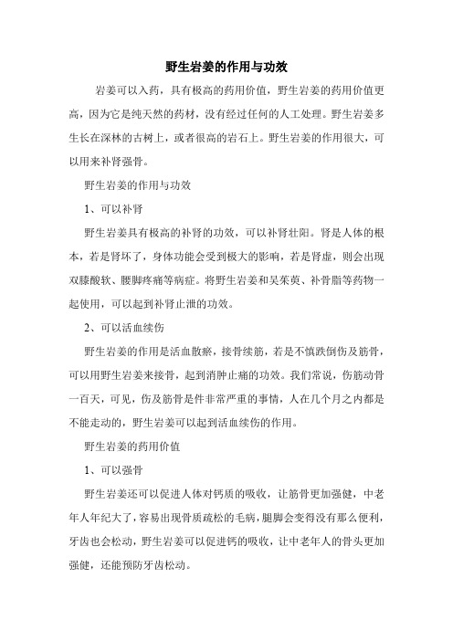 野生岩姜的作用与功效