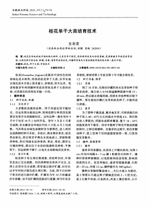 桂花单干大苗培育技术