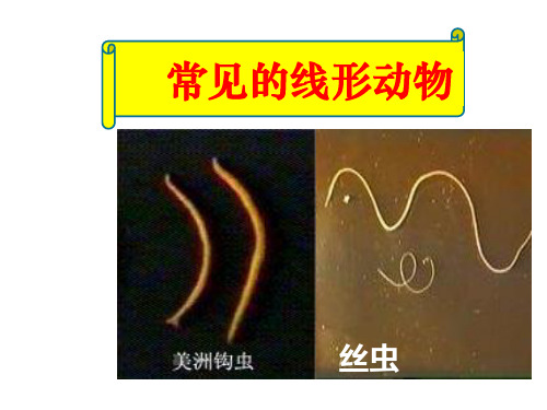 线形动物(极简提纲)