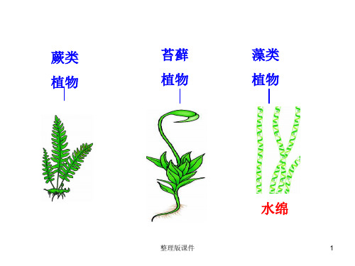 初中生物总复习 植物ppt课件