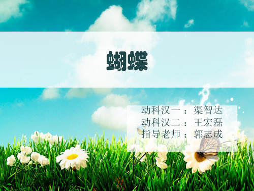 动物学——蝴蝶