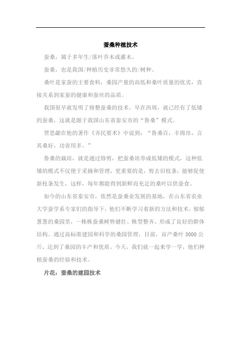 蚕桑种植技术