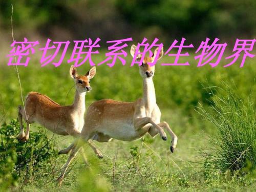 密切联系的生物界课件