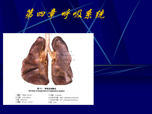 医学影像诊断学：第四章 呼吸系统