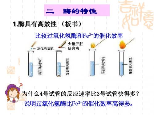 酶的特性