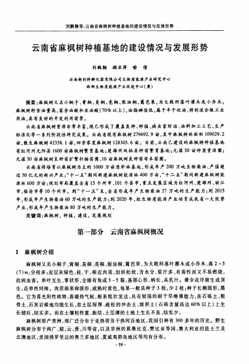 云南省麻枫树种植基地的建设情况与发展形势