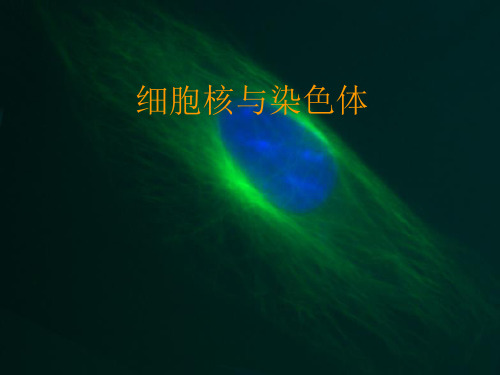 医学细胞生物学细胞核和核糖体PPT课件