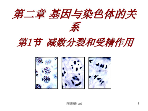 高中生物必修二第二章第一节 减数分裂和受精作用PPT课件